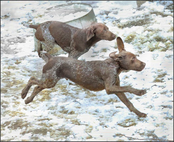 flying bird dogs