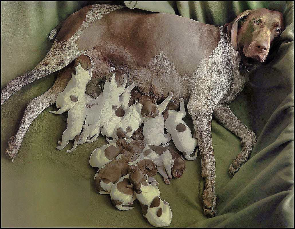 puppy find version a-4 med med hr-2
