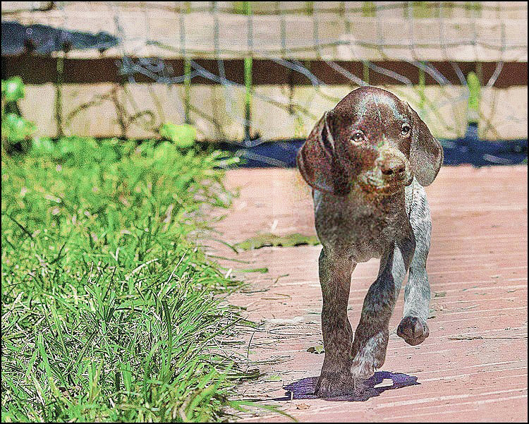 pups 2 a-2 med hr med hr me med hr-2