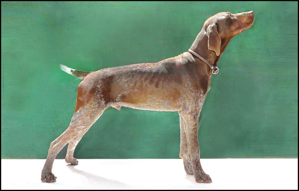 standard pointer